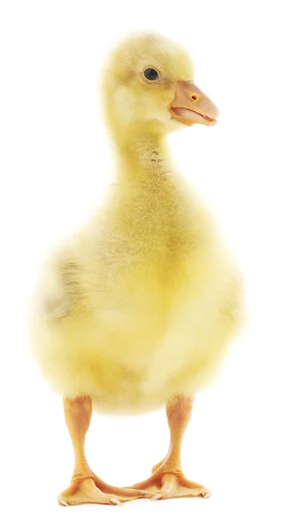 Lilla gosling isolerade — Stockfoto