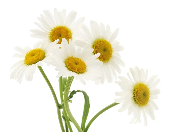 Camomille su sfondo bianco — Foto Stock