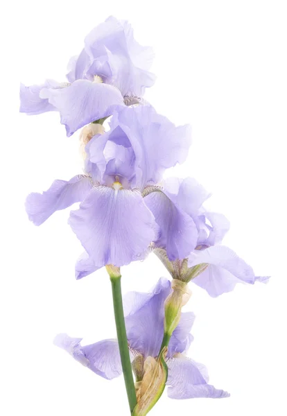 Iris. — Foto Stock