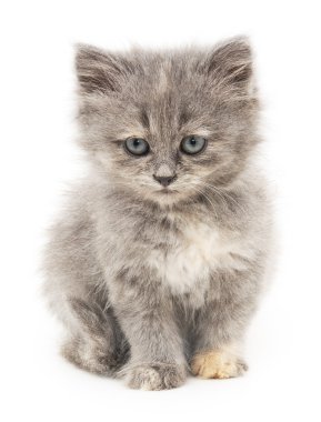 Beyaz arka planda kedi yavrusu