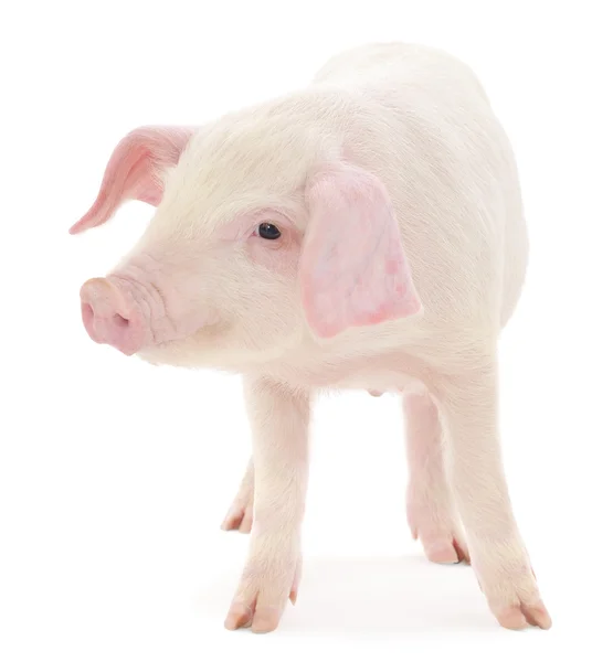 Pig on white — Stock Photo, Image