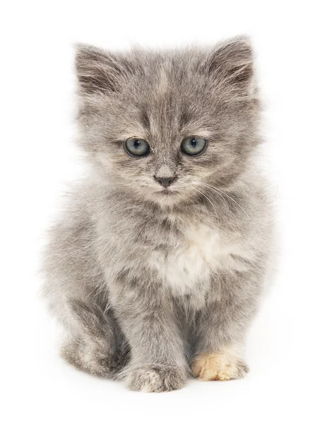 Gatinho em um fundo branco — Fotografia de Stock