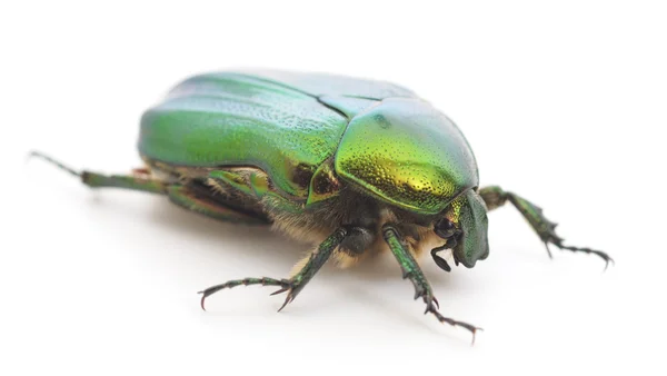 Зелёный жук — стоковое фото