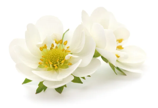 Белые цветы — стоковое фото