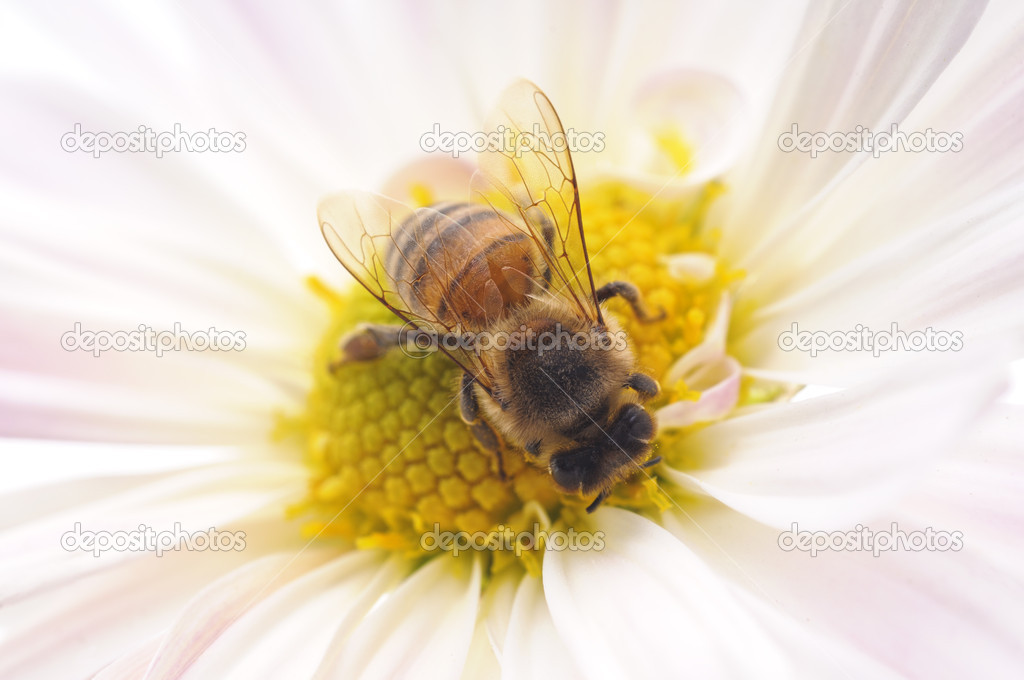 Honeybee and pink flower
