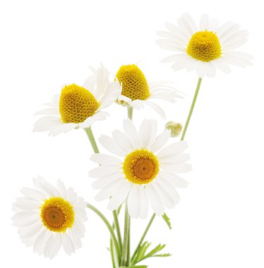 Beyaz arka planda Chamomiles
