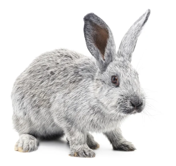 Rabbit — Stock Photo, Image