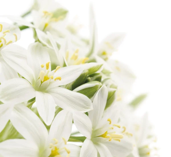 Fondo de flores blancas — Foto de Stock