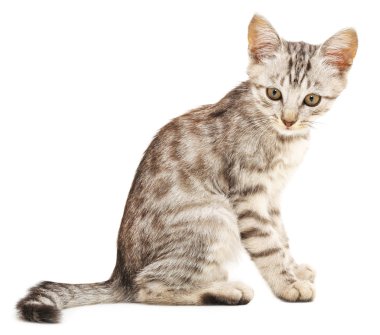Beyaz arka planda kedi yavrusu