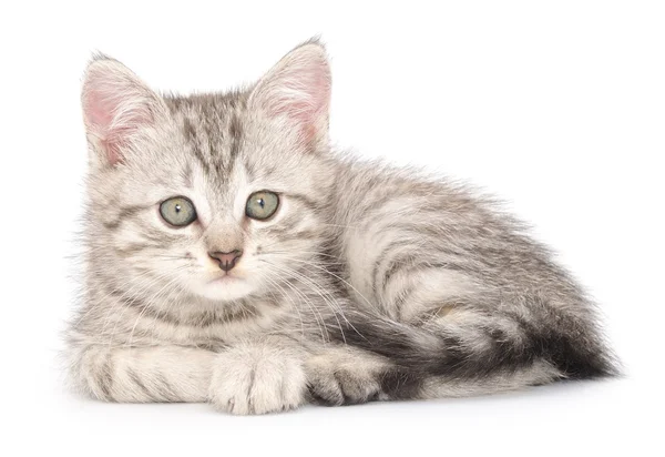 Kitten op een witte achtergrond — Stockfoto