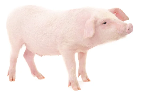 Pig on white — Stock Photo, Image