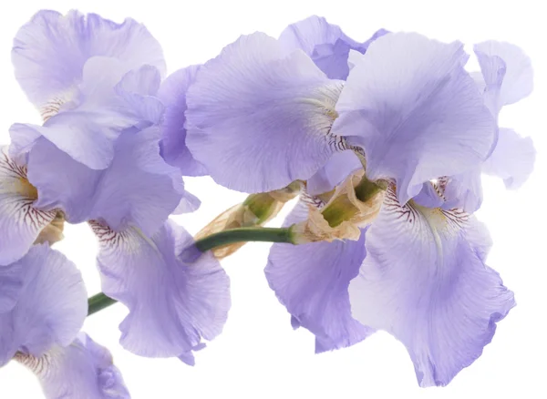 Iris — Stock fotografie