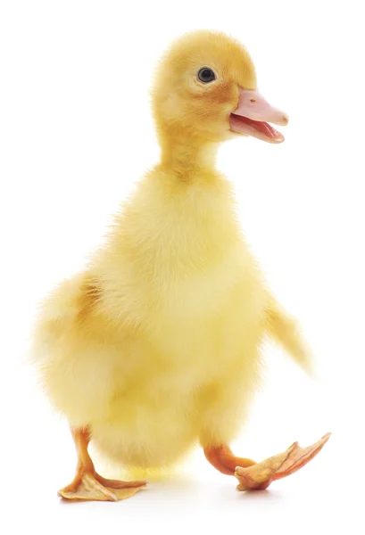 One duckling — Stock Photo, Image