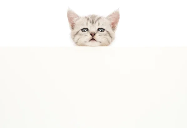 Gatito con blanco — Foto de Stock