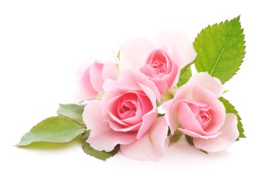 Pink Roses clipart