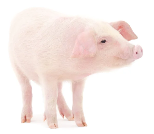 Pig on white — Stock Photo, Image