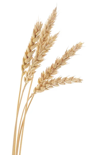 Wheat Bunch — Stock Photo, Image