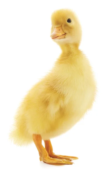 One duckling — Stock Photo, Image