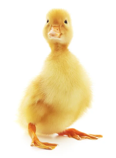 One duckling — Stock Photo, Image