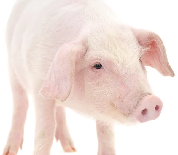 Schwein auf weiß — Stockfoto