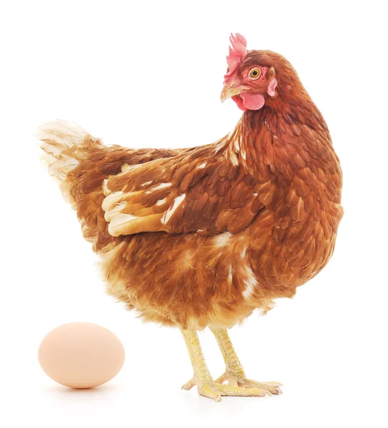 母鸡和鸡蛋 — 图库照片