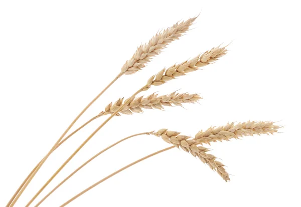 Wheat Bunch — Stock Photo, Image