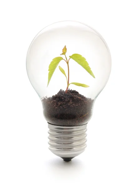 Gloeilamp met plant — Stockfoto