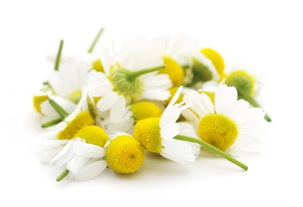 Pile of chamomile on white — Stock Photo, Image