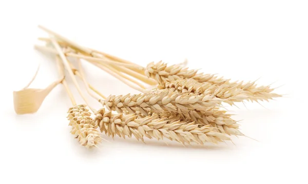 Mazzo di steli di grano su bianco — Foto Stock
