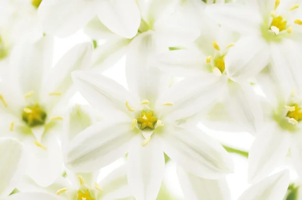 Witte bloemen achtergrond — Stockfoto