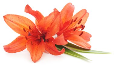 Lily