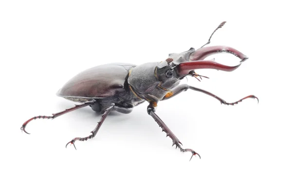 Stag beetle — Zdjęcie stockowe