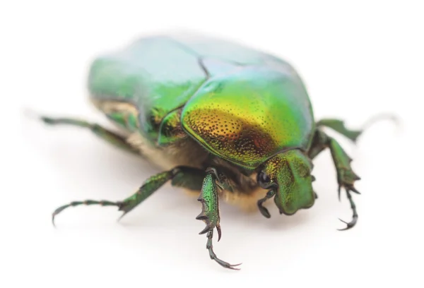 Escarabajo verde — Foto de Stock