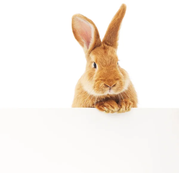 Conejo con blanco —  Fotos de Stock