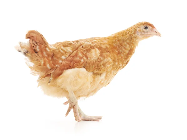 Gallina bruna — Foto Stock