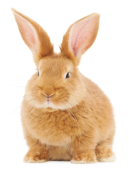 Kaninchen — Stockfoto