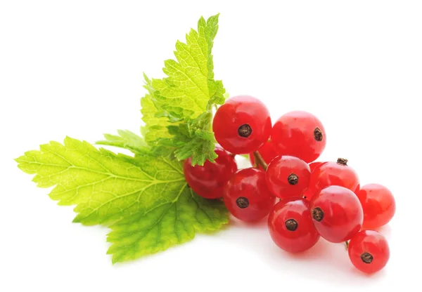 Red currants — Stock Photo, Image