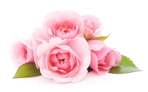 Roze rozen — Stockfoto