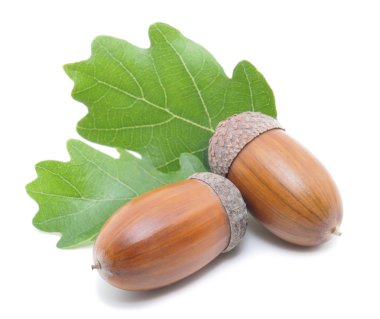 Meşe palamutları