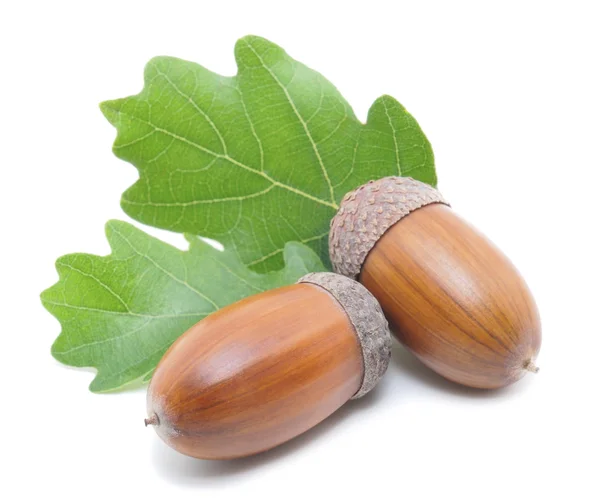 Acorns — Stock Photo, Image