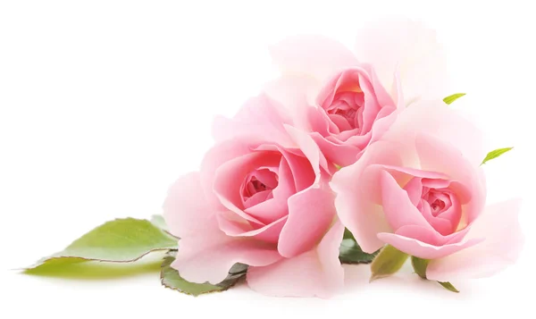 Рожеві троянди Стокове Фото