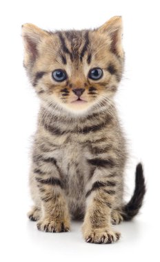 Beyaz arka planda izole edilmiş küçük kahverengi kedi yavrusu.