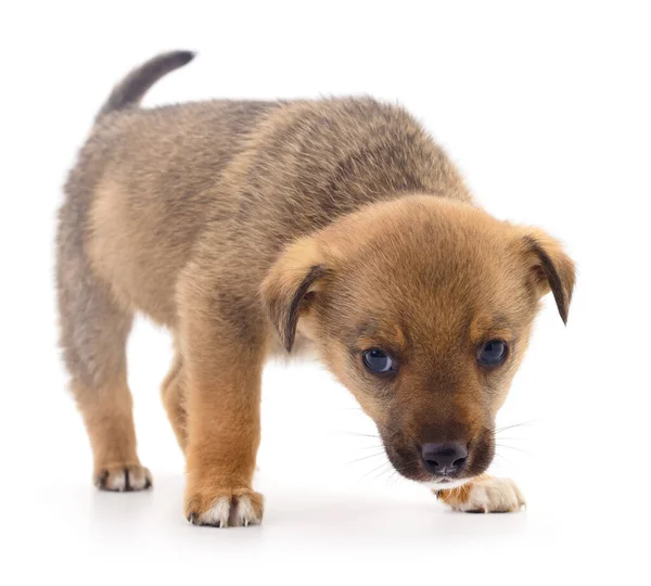 Cucciolo Isolato Uno Sfondo Bianco — Foto Stock