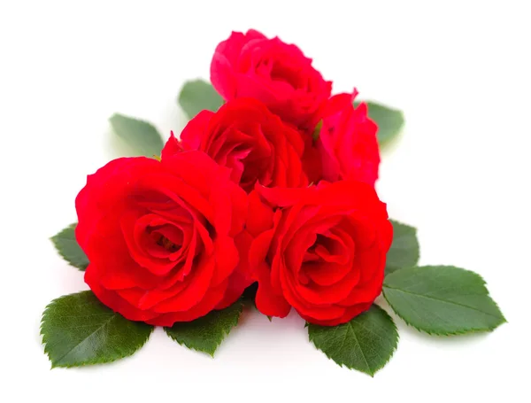 Hermosas Rosas Rojas Sobre Fondo Blanco —  Fotos de Stock