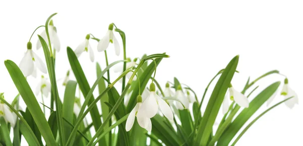 Frühling Schneeglöckchen Blumen Isoliert Auf Weißem Hintergrund — Stockfoto
