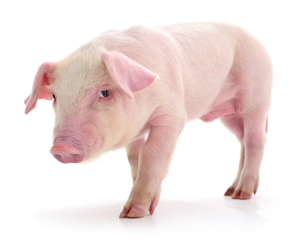 Cerdo Que Está Representado Sobre Fondo Blanco — Foto de Stock