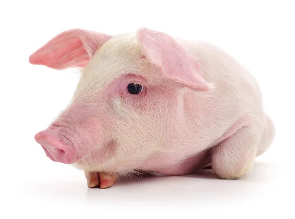 Cerdo Que Está Representado Sobre Fondo Blanco —  Fotos de Stock