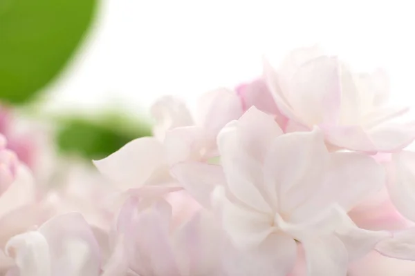 Kvetoucí Růžová Šeříková Květina Pozadí Lilac Textura — Stock fotografie