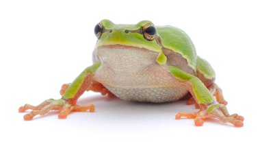 Beyaz arka plan üzerinde izole küçük ağaç kurbağası. 