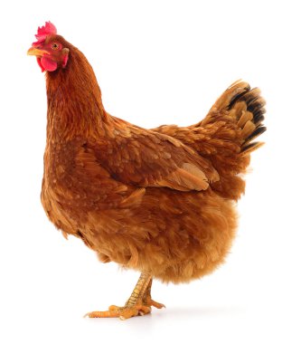 Genç kahverengi tavuk beyaz arka planda izole edildi.